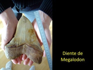 Diente de
Megalodon
 