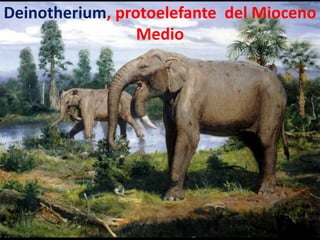 Deinotherium, protoelefante del Mioceno
                 Medio
 