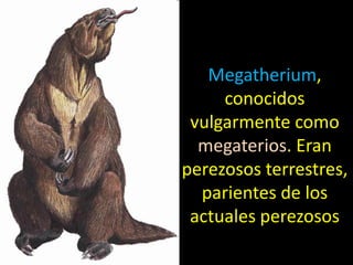Megatherium,
     conocidos
 vulgarmente como
  megaterios. Eran
perezosos terrestres,
  parientes de los
 actuales perezosos
 