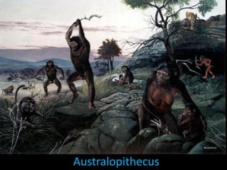 Australopithecus
 