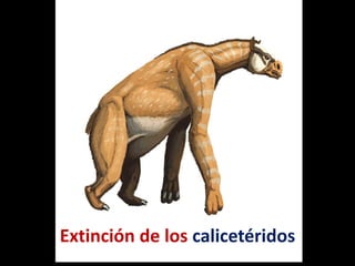 Extinción de los calicetéridos
 