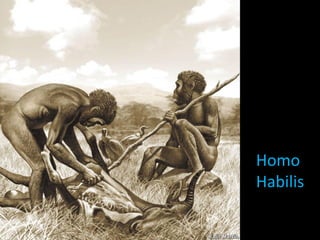 Homo
Habilis
 
