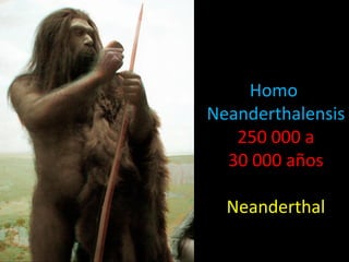 Homo
Neanderthalensis
   250 000 a
  30 000 años

  Neanderthal
 
