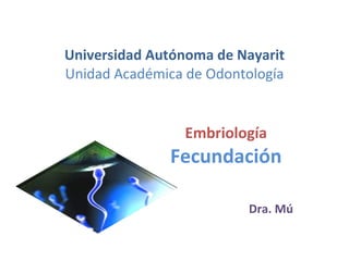 Universidad Autónoma de Nayarit Unidad Académica de Odontología Embriología Fecundación Dra. Mú 