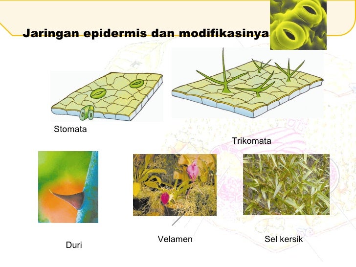 2.1 jaringan tumbuhan