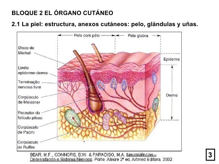 2.1 la piel y anexos