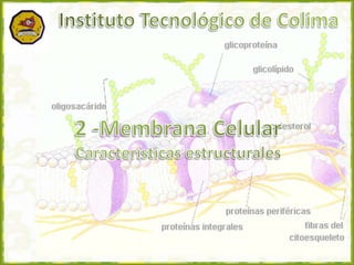 Instituto Tecnológico de Colima 2 -Membrana Celular Características estructurales 