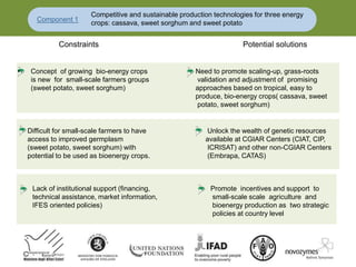 • Concept of growing bio-energy crops Need to promote scaling-up, grass-roots
is new for small-scale farmers groups validation and adjustment of promising
(sweet potato, sweet sorghum) approaches based on tropical, easy to
produce, bio-energy crops( cassava, sweet
potato, sweet sorghum)
Component 1
Competitive and sustainable production technologies for three energy
crops: cassava, sweet sorghum and sweet potato
Constraints Potential solutions
Difficult for small-scale farmers to have Unlock the wealth of genetic resources
access to improved germplasm available at CGIAR Centers (CIAT, CIP,
(sweet potato, sweet sorghum) with ICRISAT) and other non-CGIAR Centers
potential to be used as bioenergy crops. (Embrapa, CATAS)
Lack of institutional support (financing, Promote incentives and support to
technical assistance, market information, small-scale scale agriculture and
IFES oriented policies) bioenergy production as two strategic
policies at country level
 