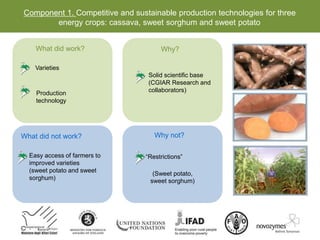 Component 1. Competitive and sustainable production technologies for three
energy crops: cassava, sweet sorghum and sweet potato
What did work?
Varieties
Production
technology
What did not work?
Easy access of farmers to
improved varieties
(sweet potato and sweet
sorghum)
(Sweet potato,
sweet sorghum)
Why not?
“Restrictions”
Why?
Solid scientific base
(CGIAR Research and
collaborators)
 