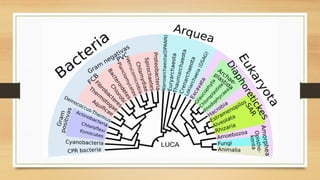Comprehensive Overview of Bacterial Taxonomy and Classification Systems ...