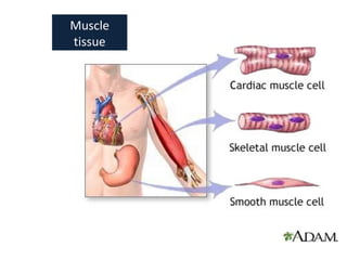 Muscle tissue 