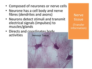Composed of neurones or nerve cells  Neurone has a cell body and nerve fibres (dendrites and axons)  Neurons detect stimuli and transmit electrical signals (impulses) to muscles/glands  Directs and coordinates body activities  Nerve tissue (Transfer information) 
