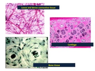 Loose and dense connective tissue Bone tissue Cartilage  