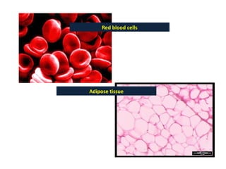 Red blood cells Adipose tissue 