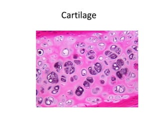 Cartilage  