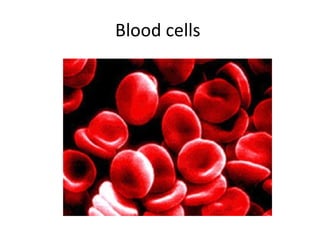 Blood cells  