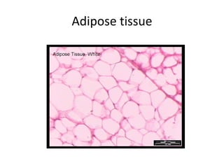 Adipose tissue 