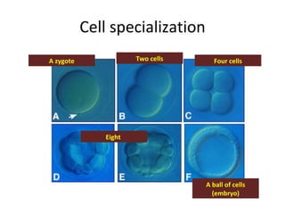 Cell specialization A zygote A ball of cells (embryo) Eight  Two cells Four cells 