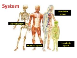 Skeletal system Muscular system Circulatory system Lymphatic system 