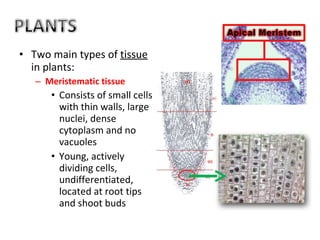 Two main types of  tissue  in plants:  Meristematic tissue  Consists of small cells with thin walls, large nuclei, dense cytoplasm and no vacuoles  Young, actively dividing cells, undifferentiated, located at root tips and shoot buds  