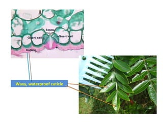 Waxy, waterproof cuticle 