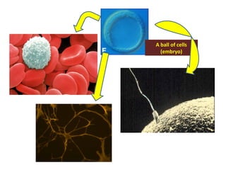 A ball of cells (embryo) 