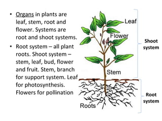 Organs  in plants are leaf, stem, root and flower. Systems are root and shoot systems. Root system – all plant roots. Shoot system – stem, leaf, bud, flower and fruit. Stem, branch for support system. Leaf for photosynthesis. Flowers for pollination Shoot system Root system 
