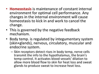 Homeostasis  is maintenance of constant internal environment for optimal cell performance. Any changes in the internal environment will cause homeostasis to kick in and work to cancel the change.  This is governed by the negative feedback mechanism.  Body temp. is regulated by integumentary system (skin+glands), nervous, circulatory, muscular and endocrine system.  Skin receptors detect rises in body temp, nerve cells transmit the info to the hypothalamus, the brain’s temp control. It activates blood vessels’ dilation to allow more blood flow to skin for heat loss and sweat glands to produce sweat to increase heat loss. 