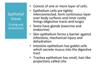 Consist of one or more layer of cells. Epithelium cells are tightly interconnected, form continuous layer over body surfaces and inner cavity linings (digestive tracts and lungs)  Some have glands (exocrine and endocrine)  Skin epithelium forms a barrier against infections, mechanical injury and dehydration  Intestine epithelium has goblet cells which secrete mucus into the digestive tract  Trachea epithelium has small, hair‐like projections called cilia  Epithelial tissue (Lining and protection) 