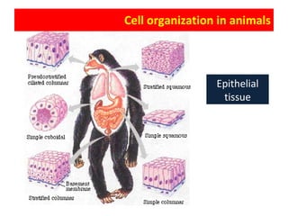 Cell organization in animals Epithelial tissue 