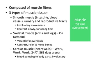 Composed of muscle fibres  3 types of muscle tissue:  Smooth muscle (intestine, blood vessels, urinary and reproductive tract)  Involuntary movements  Contract slowly, for a long time  Skeletal muscle (arms and legs) – On Demand  Voluntary movements  Contract, relax to move bones  Cardiac muscle (heart walls) – Work, Work, Work, 24/7, 365 days a year  Blood pumping to body parts, involuntary  Muscle tissue  (Movement) 