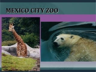 MEXICO CITY ZOOMEXICO CITY ZOO
 