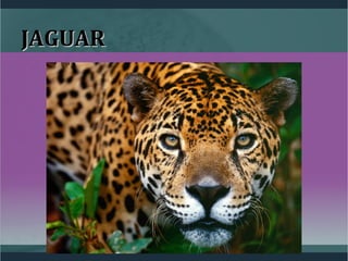 JAGUARJAGUAR
 