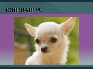 CHIHUAHUACHIHUAHUA
 