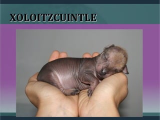 XOLOITZCUINTLEXOLOITZCUINTLE
 