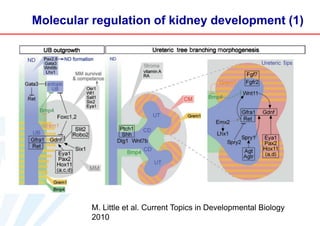 Molecular regulation of kidney development (1)

M. Little et al. Current Topics in Developmental Biology
2010

 