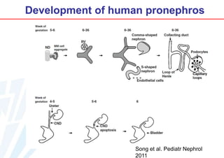 Development of human pronephros

Song et al. Pediatr Nephrol
2011

 