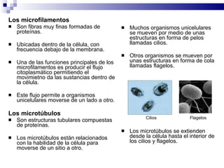 Los microfilamentos Son fibras muy finas formadas de proteínas.  Ubicadas dentro de la célula, con frecuencia debajo de la membrana. Una de las funciones principales de los microfilamentos es producir el flujo citoplasmático permitiendo el movimietno da las sustancias dentro de la célula. Este flujo permite a organismos unicelulares moverse de un lado a otro. Los microtúbulos Son estructuras tubulares compuestas de proteínas. Los microtúbulos están relacionados con la habilidad de la célula para moverse de un sitio a otro. Muchos organismos unicelulares se mueven por medio de unas estructuras en forma de pelos llamadas cilios. Otros organismos se mueven por unas estructuras en forma de cola llamadas flagelos. Cilios  Flagelos   Los microtúbulos se extienden desde la célula hasta el interior de los cilios y flagelos. 