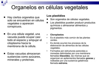 Organelos en células vegetales Hay ciertos organelos que solo se encuentran en células vegetales o aparecen conspicuos. En una célula vegetal, una vacuola puede ocupar casi todo el espacio y empujar el citoplasma hacia la membrana de la célula. Estas vacuolas almacenan sustancias como azúcares, minerales y proteínas . Los plastidios Son organelos de células vegetales. Los plastidios pueden producir productos químicos o almacenar alimentos y pigmentos. Cloroplastos Es el plastidio más común de las plantas verdes. Es donde ocurren los procesos de la elaboración de alimentos de las células vegetales. Formados por estructuras parecidas a monedas delimitadas por una membrana llamadas  tilacoides , las mismas que se organizan en apilamientos llamados  granas  y rodeadas por una sustancia gelatinosa llamada  estroma . 