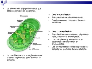La  clorofila  es el pigmento verde que está concentrado en las granas. La clorofila atrapa la energía solar que la célula vegetal usa para elaborar su alimento. Los leucoplastos Son plastidios de almacenamiento. Pueden contener proteínas, lípidos o almidónes. Los cromoplastos Son plastidios que contienen  pigmentos rojos, amarillos o anaranjados. Los cloroplastos y leucoplastos en ocasiones se transforman en cromoplastos. Los cromoplastos son los responsables del color de las hojas durante el otoño. 