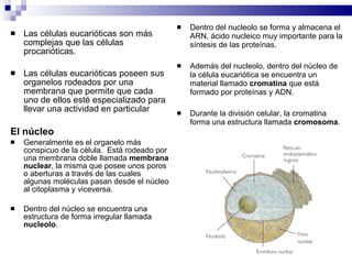 Las células eucarióticas son más complejas que las células procarióticas. Las células eucarióticas poseen sus organelos rodeados por una membrana que permite que cada uno de ellos esté especializado para llevar una actividad en particular El núcleo Generalmente es el organelo más conspicuo de la célula.  Está rodeado por una membrana doble llamada  membrana nuclear , la misma que posee unos poros o aberturas a través de las cuales algunas moléculas pasan desde el núcleo al citoplasma y viceversa. Dentro del núcleo se encuentra una estructura de forma irregular llamada  nucleolo . Dentro del nucleolo se forma y almacena el ARN, ácido nucleico muy importante para la síntesis de las proteínas. Además del nucleolo, dentro del núcleo de la célula eucariótica se encuentra un material llamado  cromatina  que está formado por proteínas y ADN. Durante la división celular, la cromatina forma una estructura llamada  cromosoma . 
