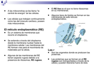 A las mitocondrias se les llama “la central de energía” de las células. Las células que trabajan continuamente como las del músculo cardíaco, poseen más mitocondrias. El retículo endoplasmático (RE) Es un sistema de membranas que recorre el citoplasma. Se extiende a través del citoplasma desde la membrana nuclear hasta la membrana celular. Las membranas del RE forman vías para el movimiento de materiales por la célula. Algunas de las membranas del RE tienen aspecto rugoso debido a la presencia de ribosomas,  RE rugoso . El  RE liso  es el que no tiene ribosomas en su membranas.  Algunos tipos de lípidos se forman en las membranas de este retículo endoplasmático. Los ribosomas Son los organelos donde se producen las proteínas. Las proteínas que se forman en el  RE rugoso  son transportadas a través de la célula y pueden liberarse fuera de ésta. 