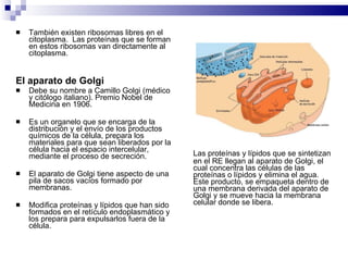 También existen ribosomas libres en el citoplasma.  Las proteínas que se forman en estos ribosomas van directamente al citoplasma. El aparato de Golgi Debe su nombre a Camillo Golgi (médico y citólogo italiano). Premio Nobel de Medicina en 1906. Es un organelo que se encarga de la distribución y el envío de los productos químicos de la célula, prepara los materiales para que sean liberados por la célula hacia el espacio intercelular, mediante el proceso de secreción. El aparato de Golgi tiene aspecto de una pila de sacos vacíos formado por membranas. Modifica proteínas y lípidos que han sido formados en el retículo endoplasmático y los prepara para expulsarlos fuera de la célula. Las proteínas y lípidos que se sintetizan en el RE llegan al aparato de Golgi, el cual concentra las células de las proteínas o lípidos y elimina el agua.  Este producto, se empaqueta dentro de una membrana derivada del aparato de Golgi y se mueve hacia la membrana celular donde se libera. 