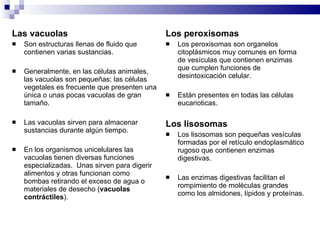 Las vacuolas Son estructuras llenas de fluido que contienen varias sustancias. Generalmente, en las células animales, las vacuolas son pequeñas; las células vegetales es frecuente que presenten una única o unas pocas vacuolas de gran tamaño.  Las vacuolas sirven para almacenar sustancias durante algún tiempo. En los organismos unicelulares las vacuolas tienen diversas funciones especializadas.  Unas sirven para digerir alimentos y otras funcionan como bombas retirando el exceso de agua o materiales de desecho ( vacuolas contráctiles ). Los peroxisomas Los peroxisomas son organelos citoplásmicos muy comunes en forma de vesículas que contienen enzimas que cumplen funciones de desintoxicación celular.  Están presentes en todas las células eucarioticas.  Los lisosomas Los lisosomas son pequeñas vesículas formadas por el retículo endoplasmático rugoso que contienen enzimas digestivas. Las enzimas digestivas facilitan el rompimiento de moléculas grandes como los almidones, lípidos y proteínas. 