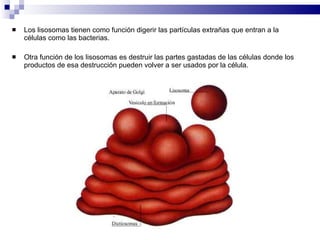 Los lisosomas tienen como función digerir las partículas extrañas que entran a la células como las bacterias. Otra función de los lisosomas es destruir las partes gastadas de las células donde los productos de esa destrucción pueden volver a ser usados por la célula. 