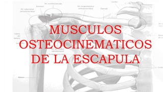 MUSCULOS
OSTEOCINEMATICOS
DE LA ESCAPULA
 