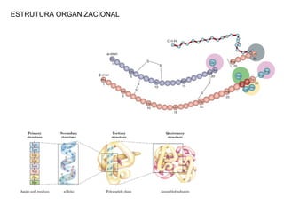 ESTRUTURA ORGANIZACIONAL
 