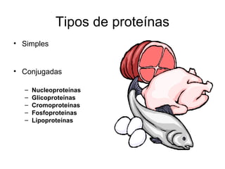 Tipos de proteínas
• Simples
• Conjugadas
– Nucleoproteínas
– Glicoproteínas
– Cromoproteínas
– Fosfoproteínas
– Lipoproteínas
 