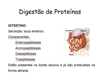 Digestão de Proteínas
 