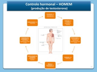 Regeneração do endométrioDesenvolvimento dos caracteres sexuais secundários